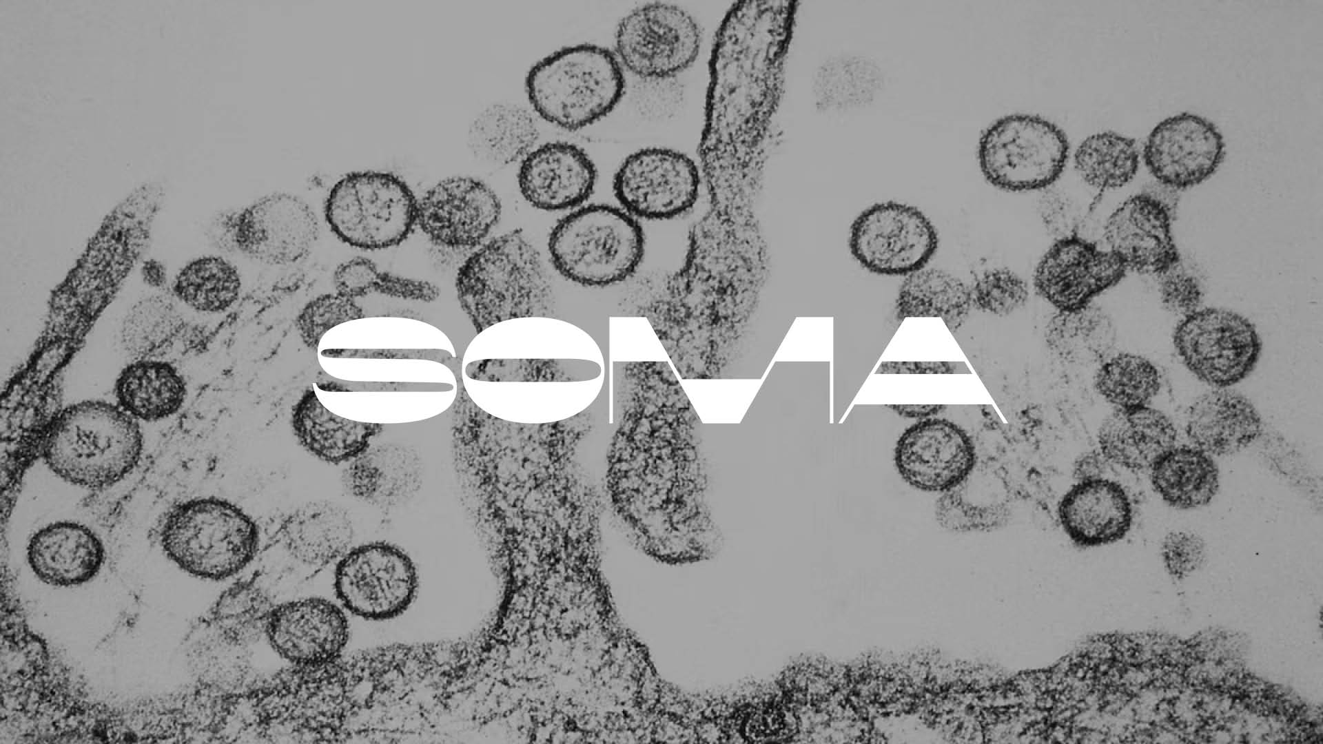 Hantavirus: ¿Es el nuevo COVID-19? Lo que debes saber sobre el virus que preocupa a todo el mundo.